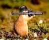 Marmotte-V